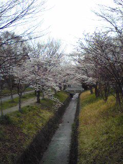 五分咲き桜